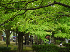 砺波チューリップ公園13