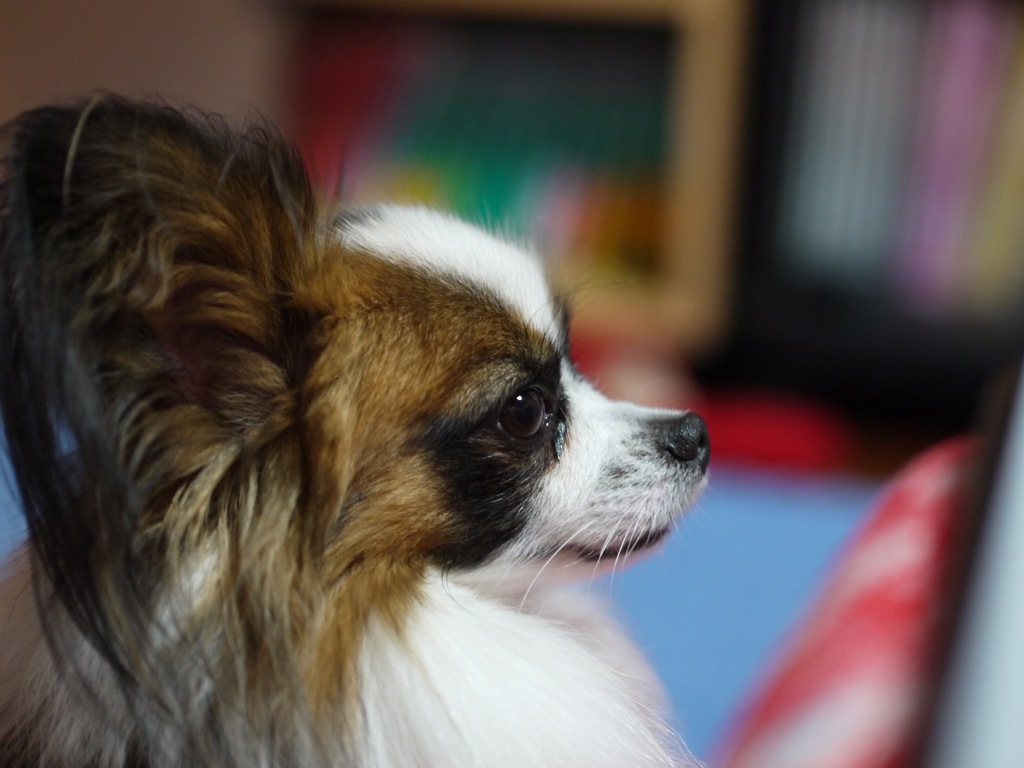 我が家のお犬さま　２