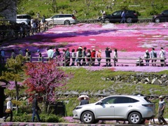 國田家の芝桜 - 23