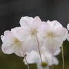 散歩の合間に - 4