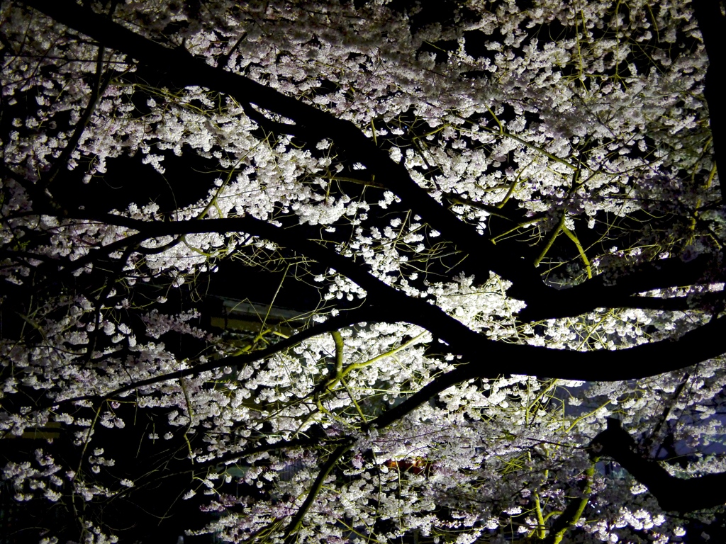 飛騨高山　夜桜21