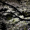 飛騨高山　夜桜21
