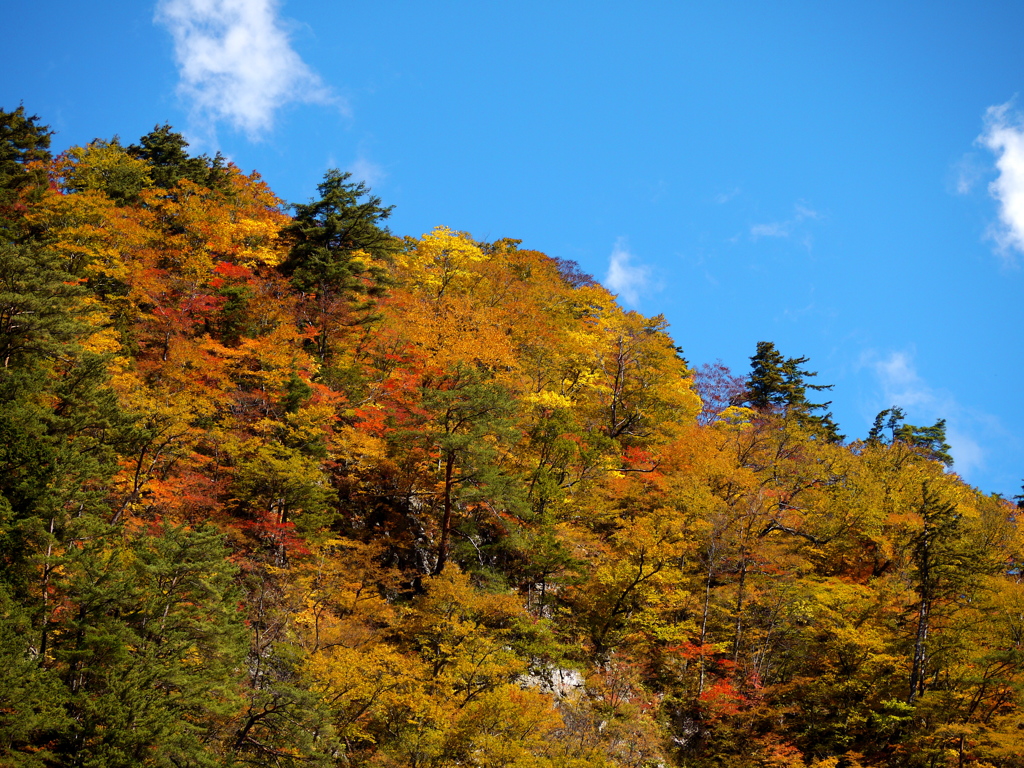 白山スーパー林道1