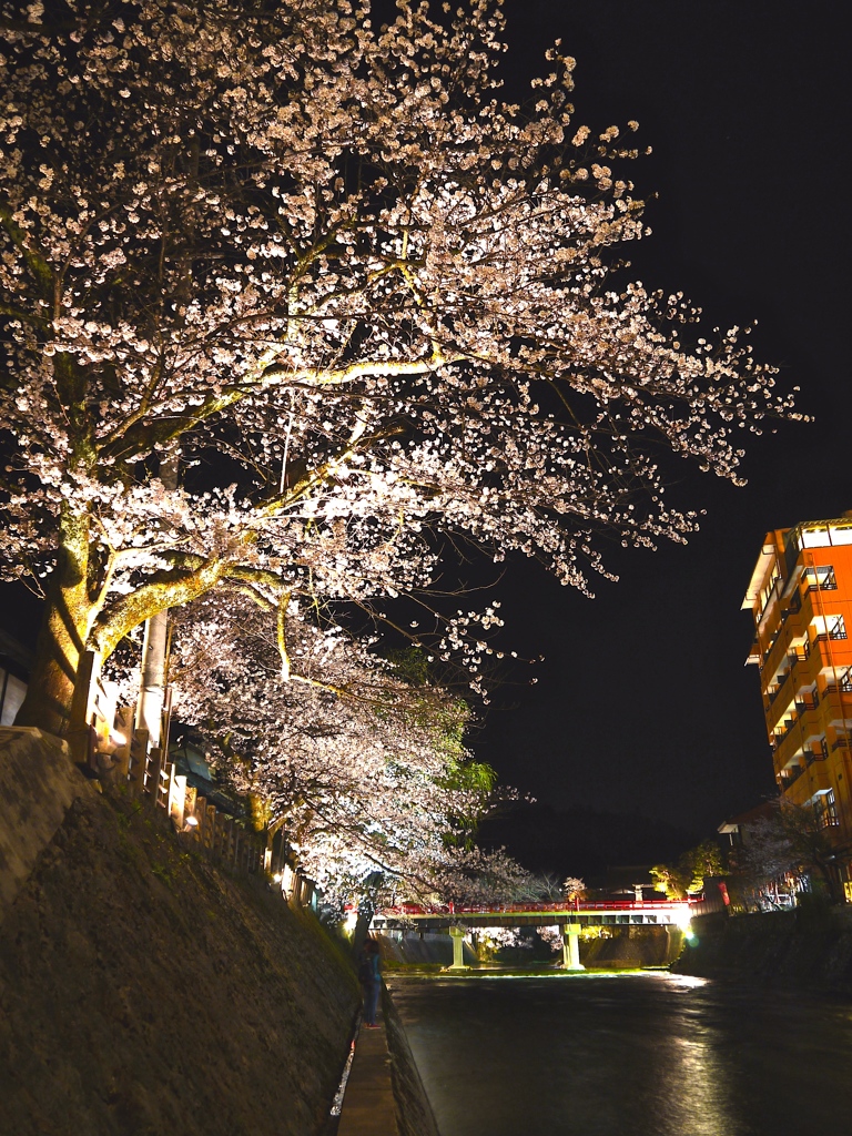 飛騨高山　夜桜05