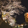 飛騨高山　夜桜05