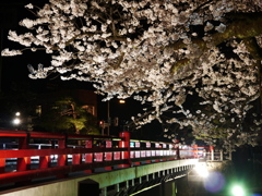 飛騨高山　夜桜09