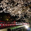 飛騨高山　夜桜09