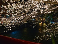 飛騨高山　夜桜15