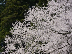 飛騨一ノ宮　臥龍桜4