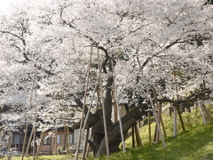 臥龍桜1