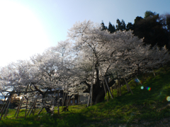 臥龍桜５