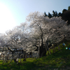 臥龍桜５