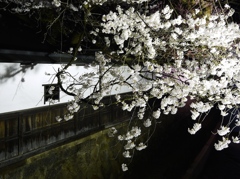 飛騨高山　夜桜19