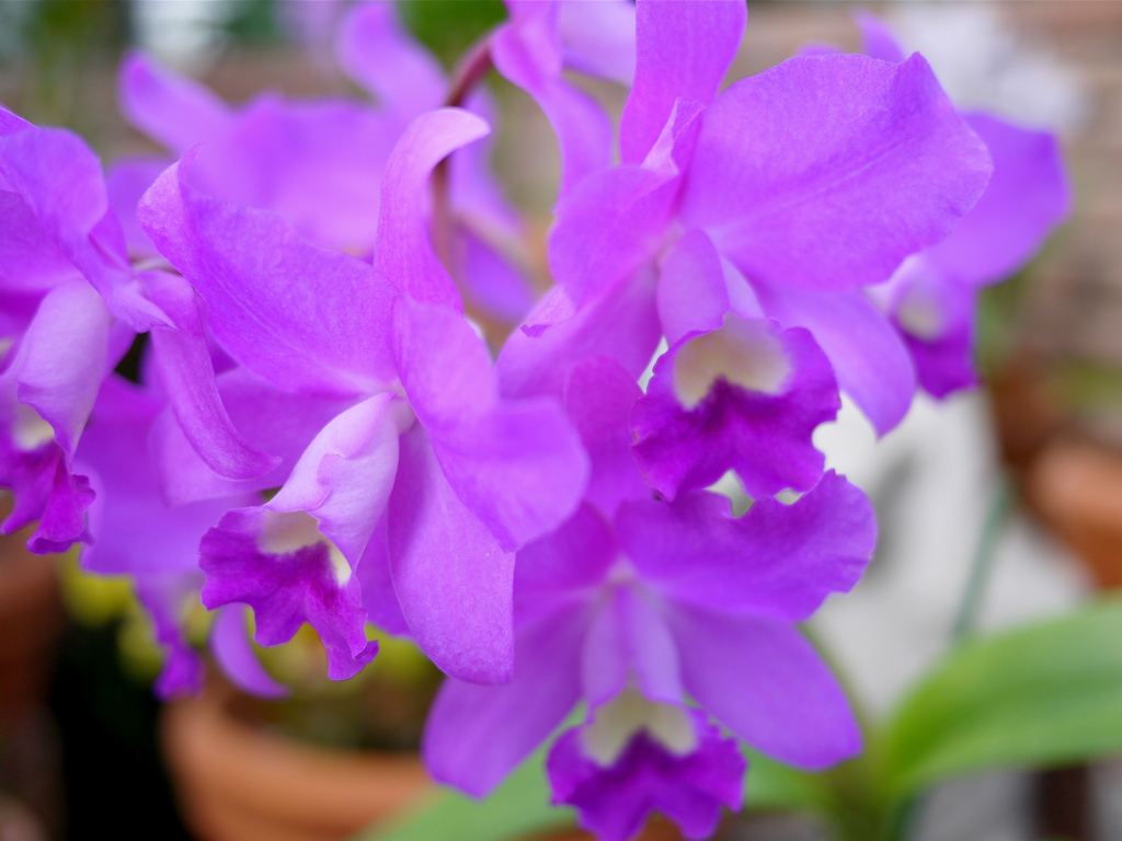 富山県中央植物園より9