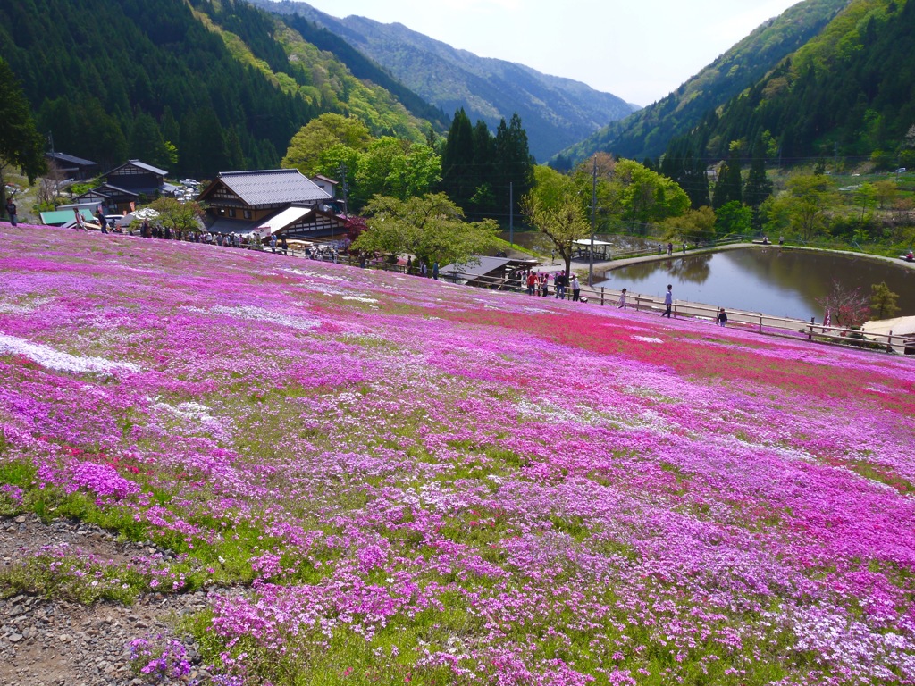 國田家の芝桜 - 4