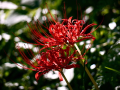 曼珠沙華2