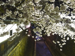 飛騨高山　夜桜20