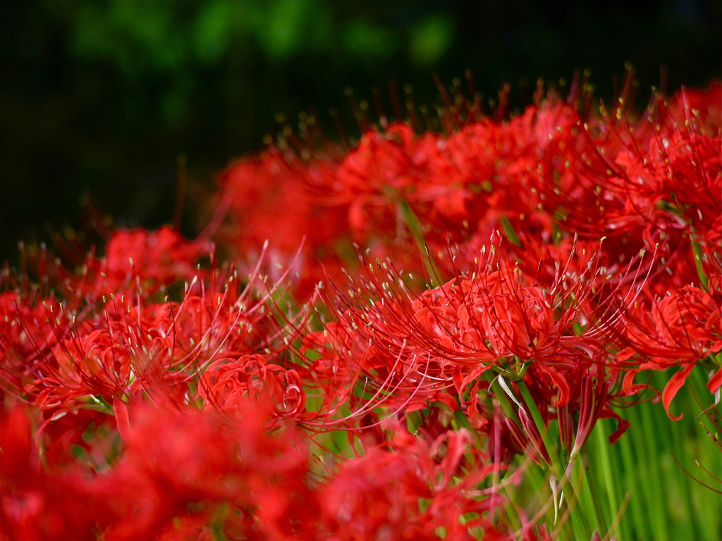 曼珠沙華3