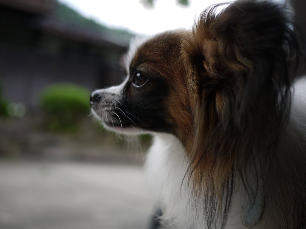 物思いに耽る