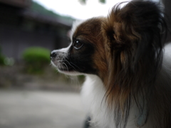 物思いに耽る