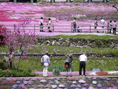 國田家の芝桜 - 1