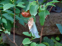 蝉