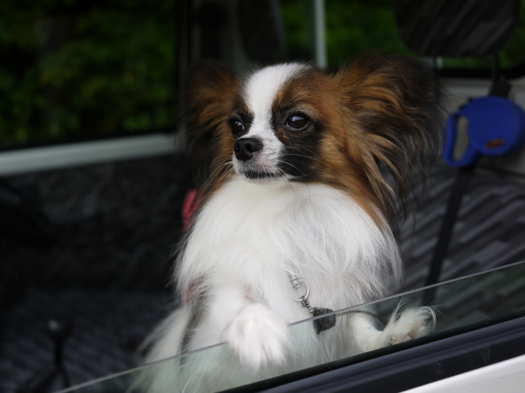 我が家のお犬さま。3