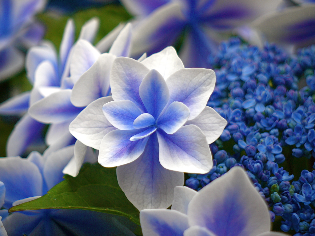 紫陽花　3