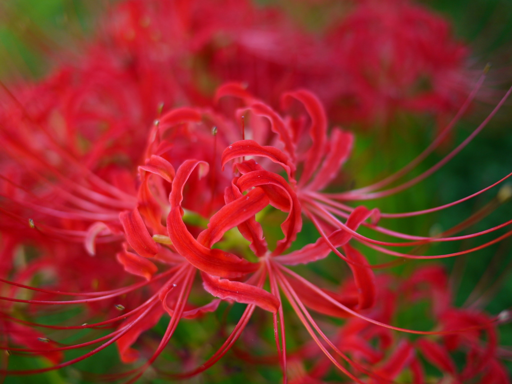 曼珠沙華13