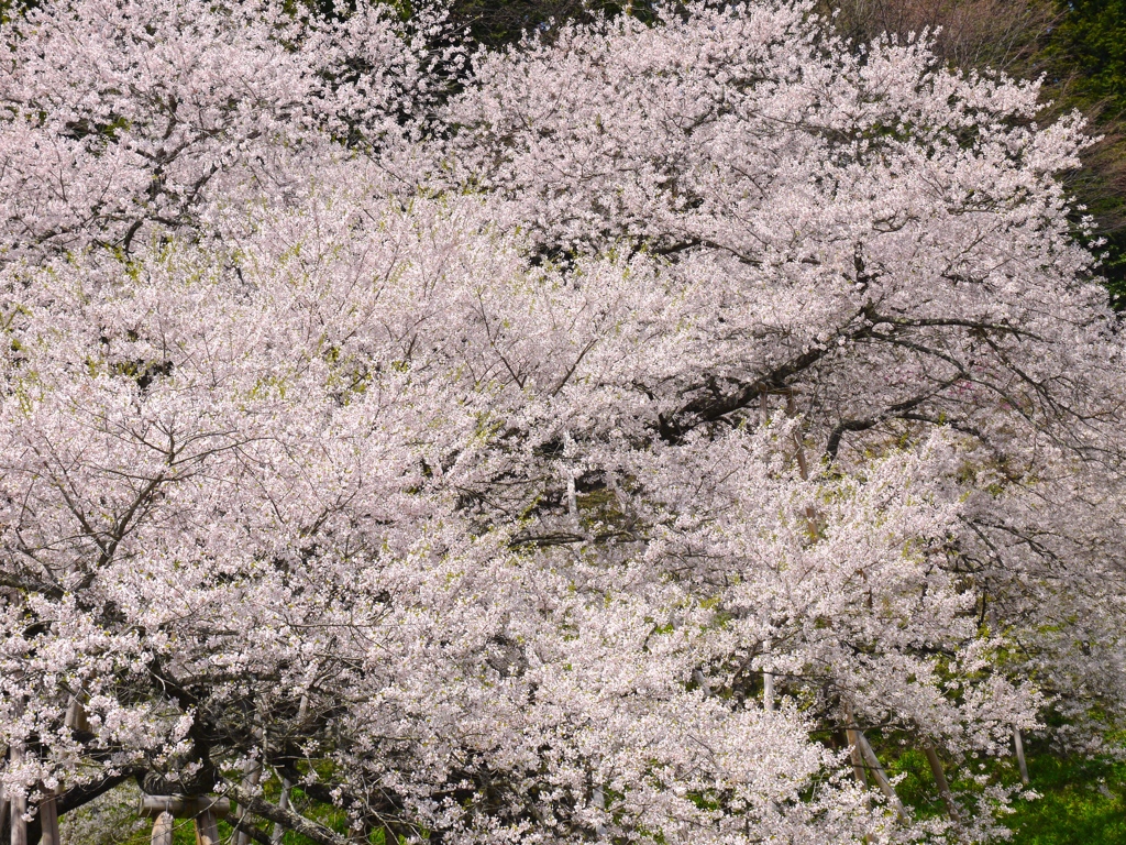 飛騨一ノ宮　臥龍桜8