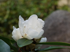 lumix G1