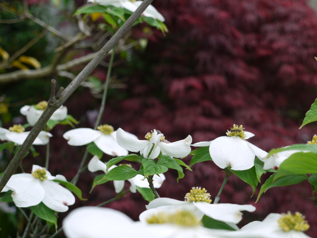 lumixＧ１