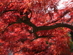 lumix G1