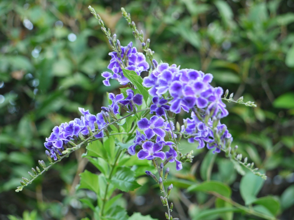 ｌｕｍｉｘＧ１