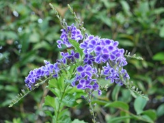 ｌｕｍｉｘＧ１