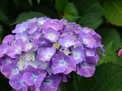 lumixG1