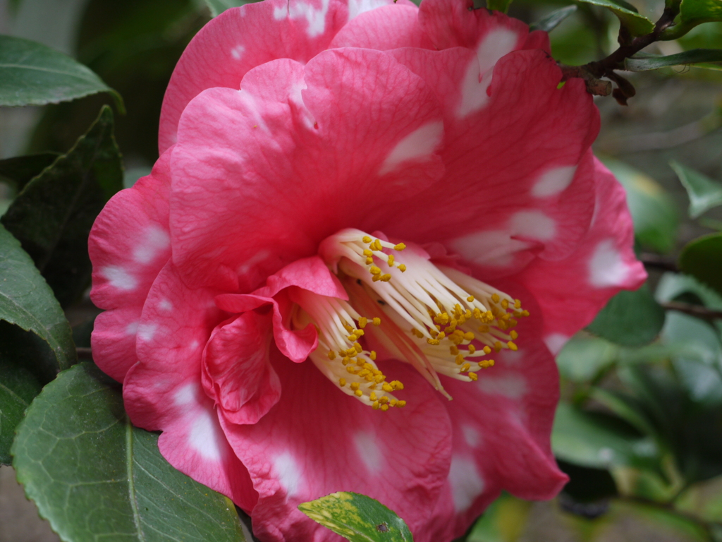 lumix G1