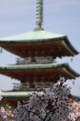 耕三寺の桜２