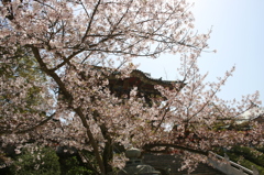 耕三寺の桜１