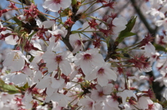 耕三寺の桜３