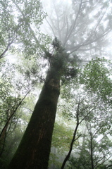 白谷雲水峡