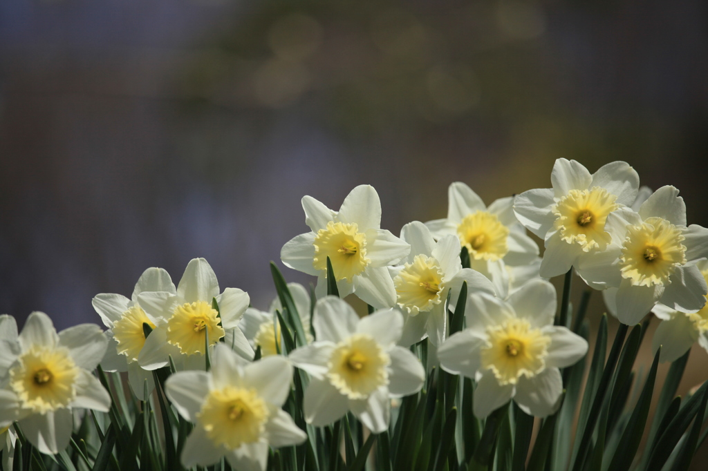 花フェスタ記念公園にて