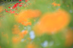 花フェスタ記念公園にて