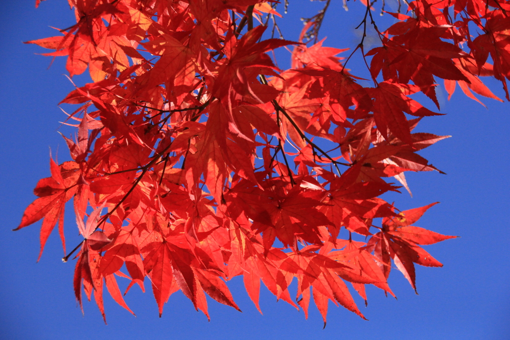 紅と青