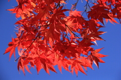紅と青