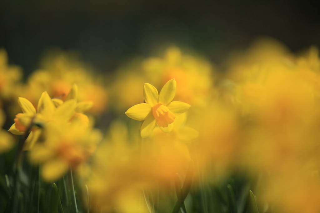 花フェスタ記念公園にて