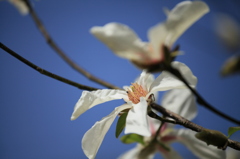 花フェスタ記念公園にて