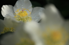 花フェスタ記念公園にて