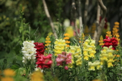 花フェスタ記念公園にて