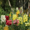 花フェスタ記念公園にて